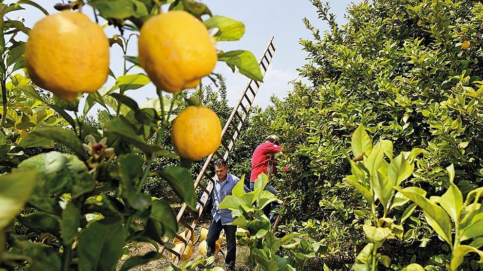 Citrusfrüchte am Baum