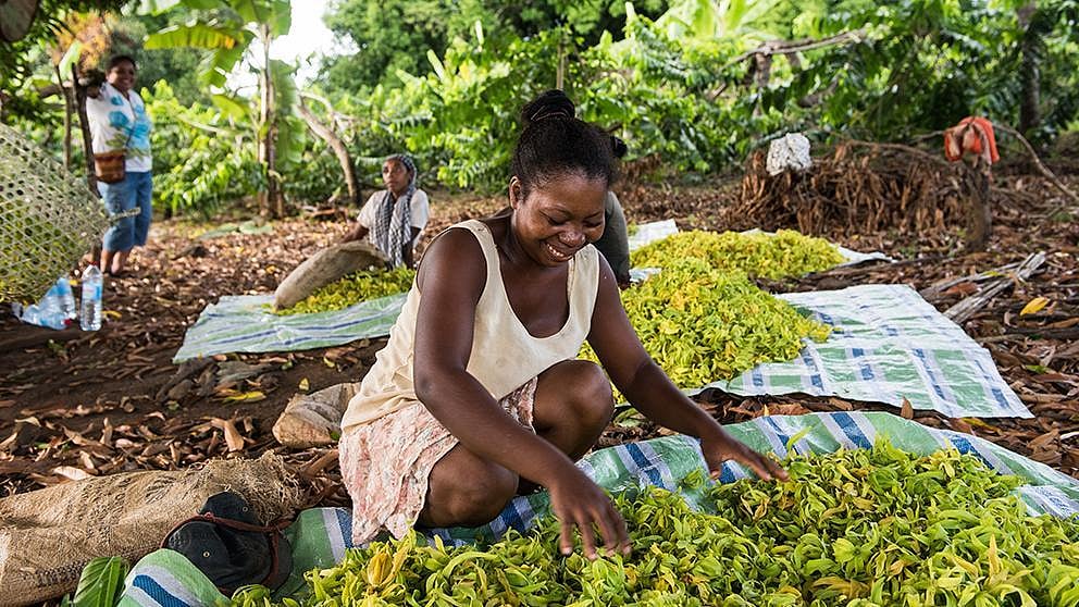 Femmes sur le sol lors de la récolte