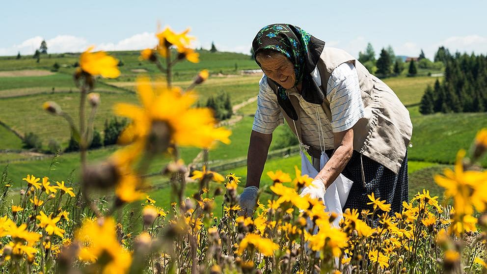 La cueillette sauvage d’arnica