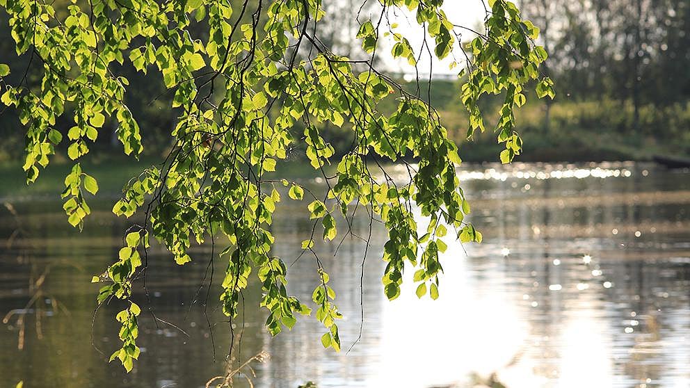 Des branches de bouleau au-dessus d'un lac