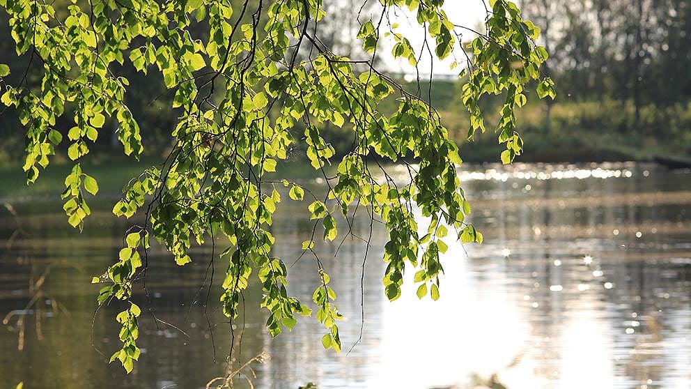 Birkenäste hängen über den See