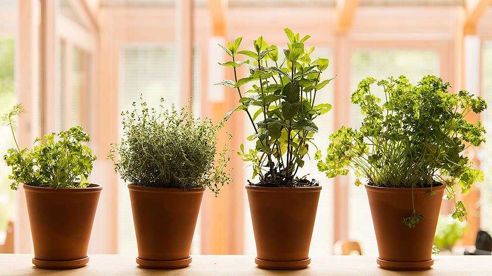 Herbes fraîches en pot