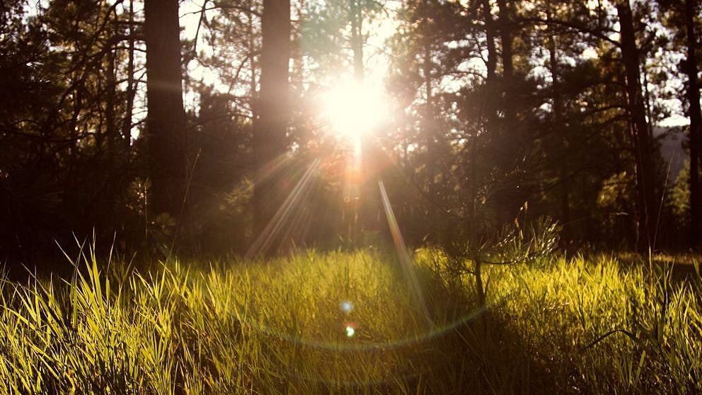 Forêt avec lumière du soleil